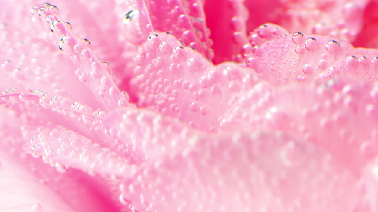 Close-up of Pink Flower Petals with Bubbles