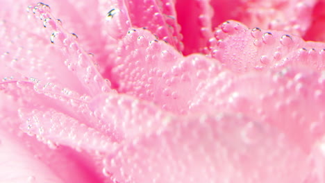 close-up of pink flower petals with bubbles