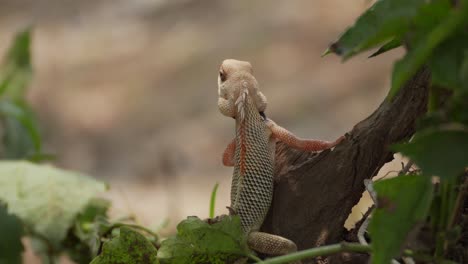 indian garden lizard looking closeup view