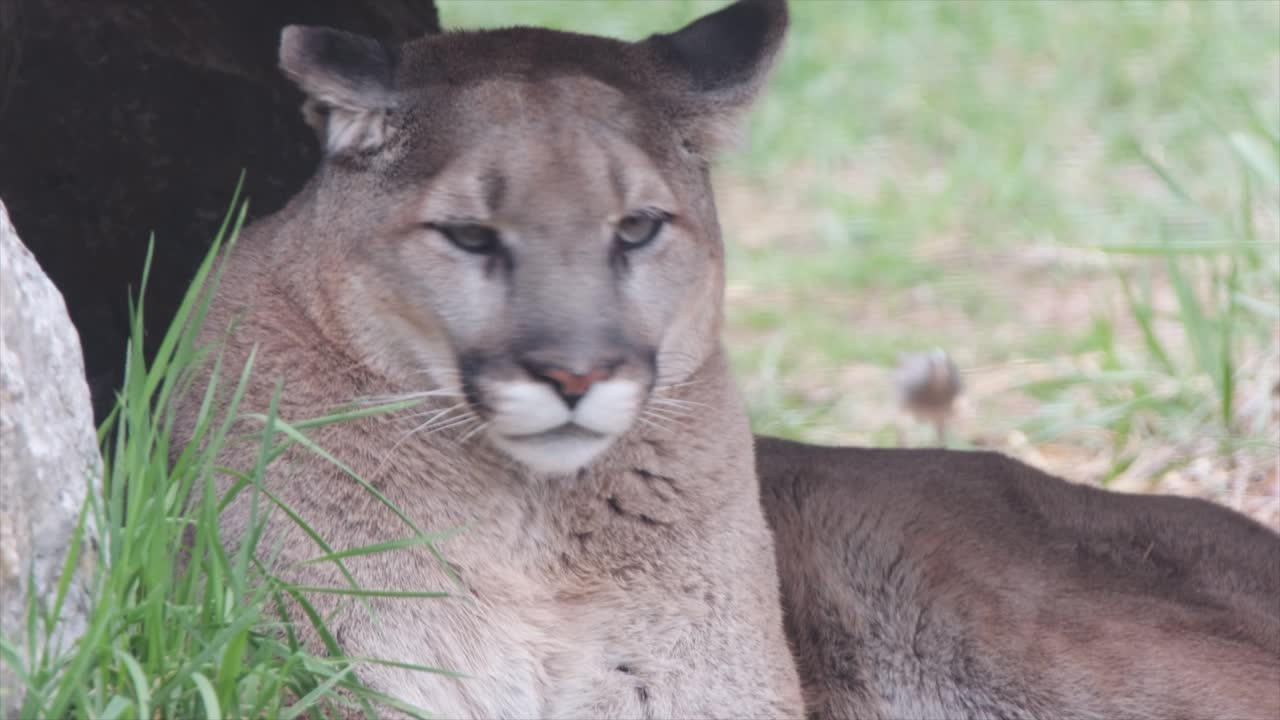 un puma que se relaja cerca de una caverna rocosa es sorprendido por un pájaro detrás de él