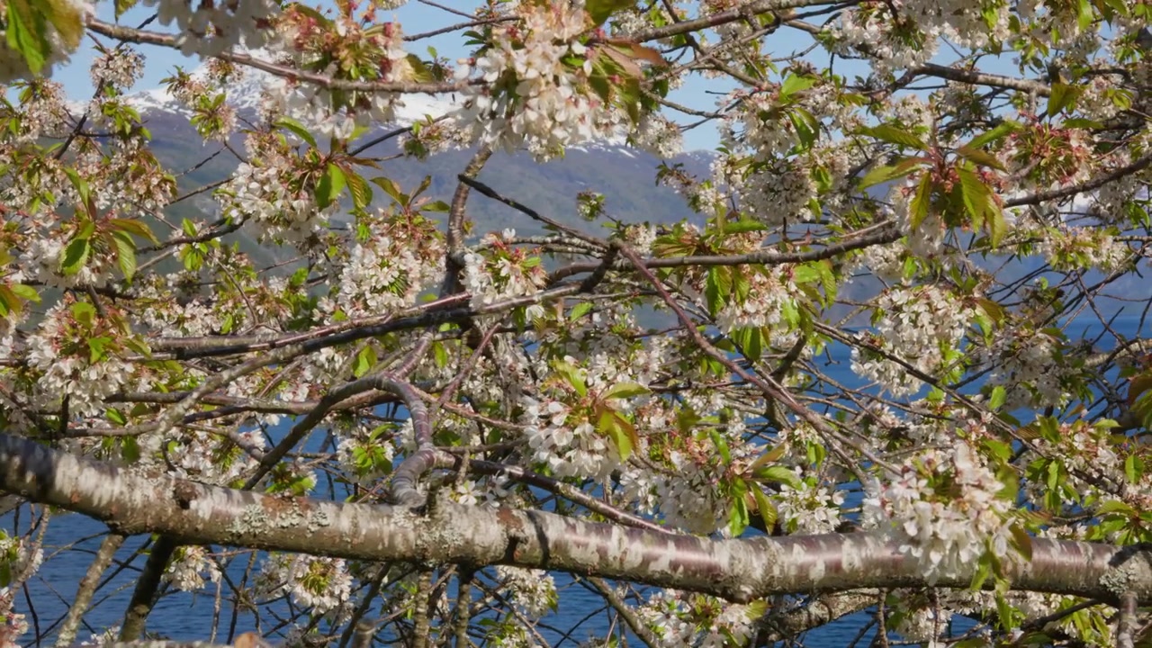 Rami di ciliegio carichi di fiori si estendono su uno sfondo di acque blu e montagne innevate. Ideale per progetti a tema primaverile o documentari sulla natura