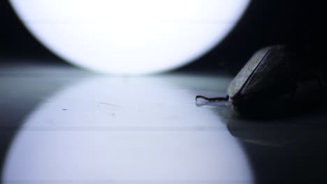 black chafer beetle on the floor with neon light