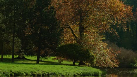 Bäume-Im-Herbst-Spiegelten-Sich-Auf-Dem-See-Bei-Hellem-Licht-Mit-Fokuszug-Wider