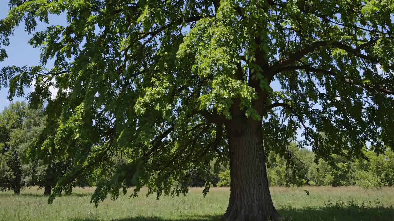 牧草地の生い茂る緑の木をローアングルで捉えたビデオ。木漏れ日が差し込む様子。