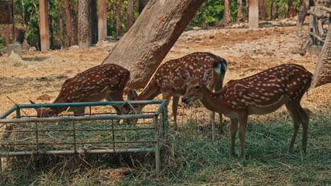 three spotted deer grazing in a natural enclosure