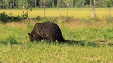 Brown-bear-(Ursus-arctos)-in-wild-nature-is-a-bear-that-is-found-across-much-of-northern-Eurasia-and-North-America.-In-North-America,-the-populations-of-brown-bears-are-often-called-grizzly-bears.