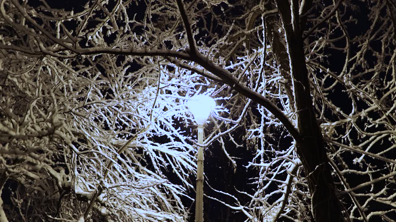 Snow-Covered Bare Tree Branches Illuminated By A Lamppost At City Park During Winter