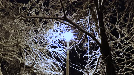 snow-covered bare tree branches illuminated by a lamppost at city park during winter