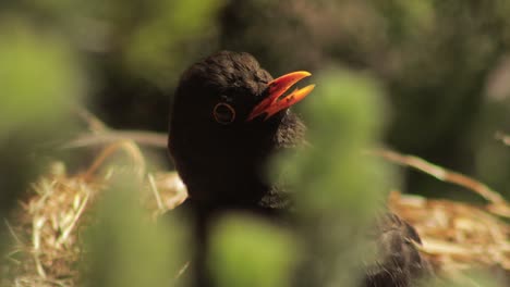 pájaro negro sentado quieto en el nido tomando el sol moviendo la cabeza lentamente