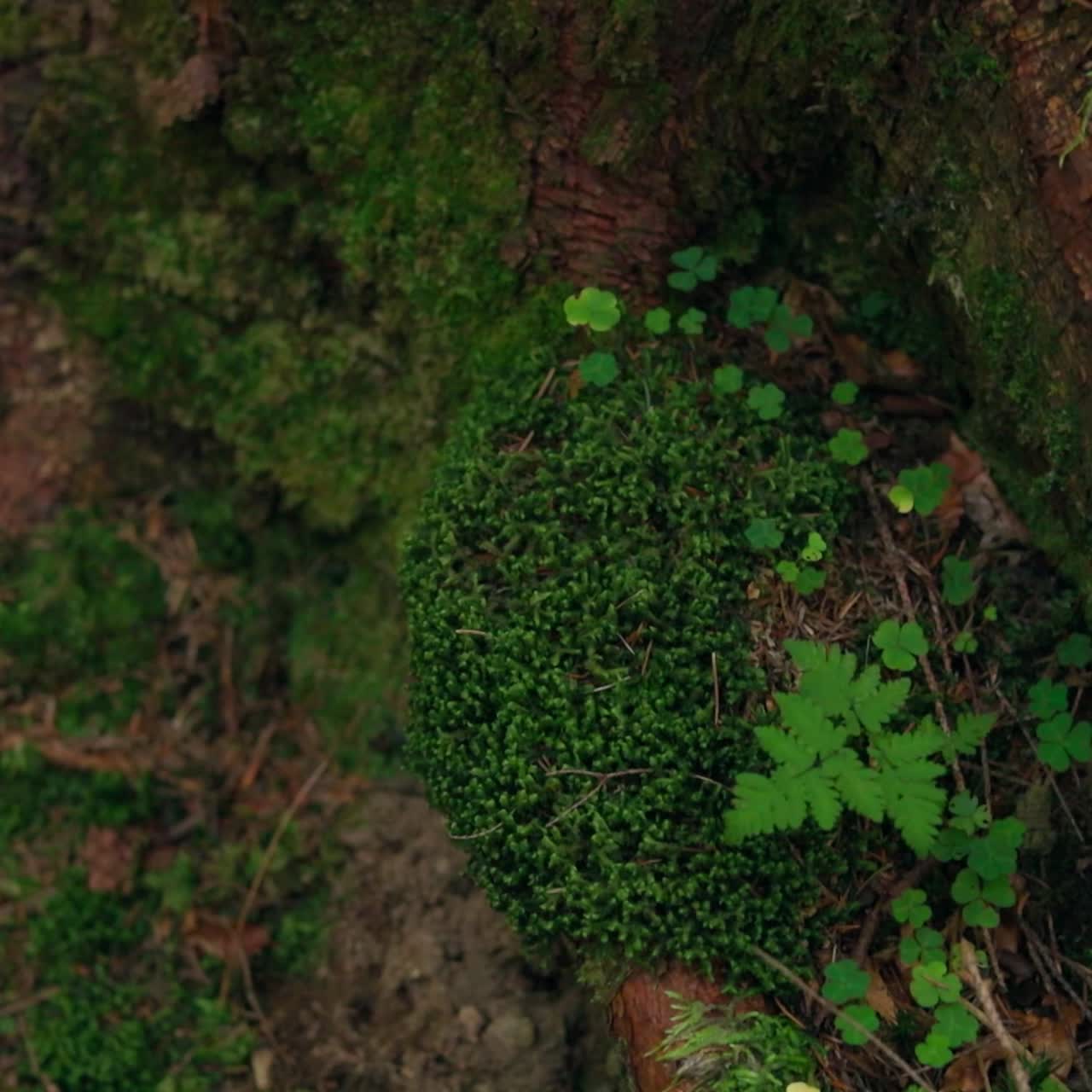 tronco de árbol cubierto de musgo