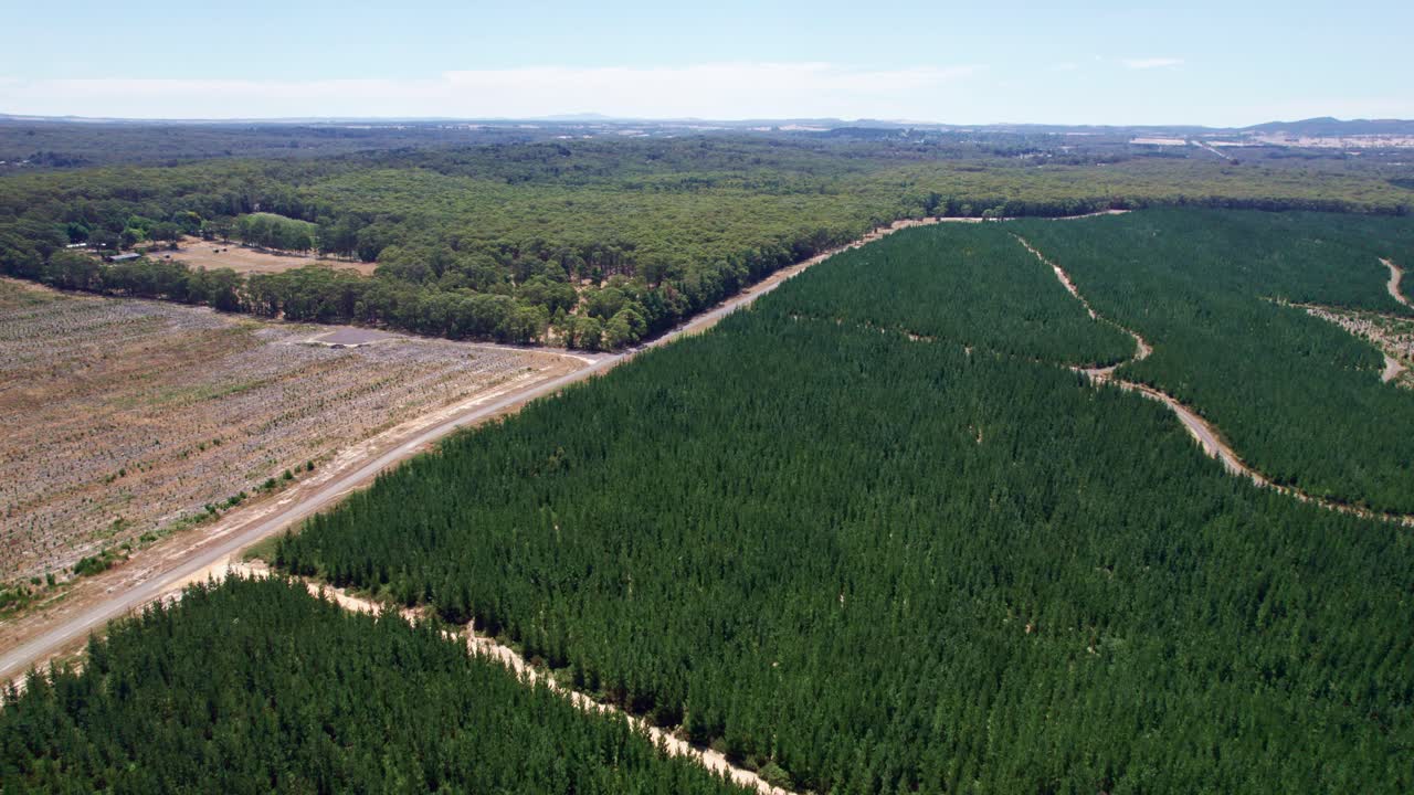 Aerial view over native forest, and pine plantations near Woodend in Victoria, Australia. March 2025