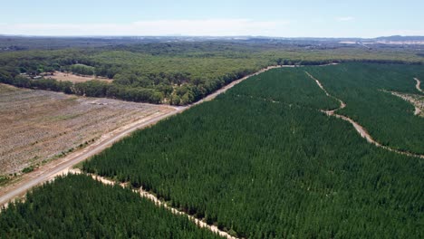 aerial view over native forest, and pine plantations near woodend in victoria, australia. march 2025