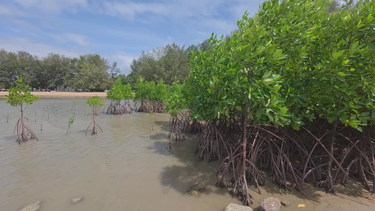A tropical mangrove forest along a coastal shoreline, home to diverse wildlife and a natural barrier against coastal erosion.