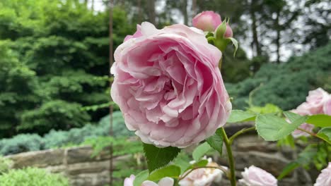 beautiful flowers in a well kept garden