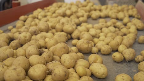 Potatoes-going-on-the-conveyor-belt-in-close-up.--Agricultural-production.
