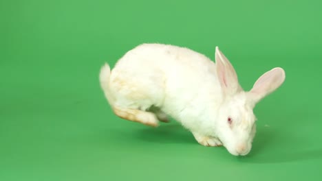 white rabbit on green screen