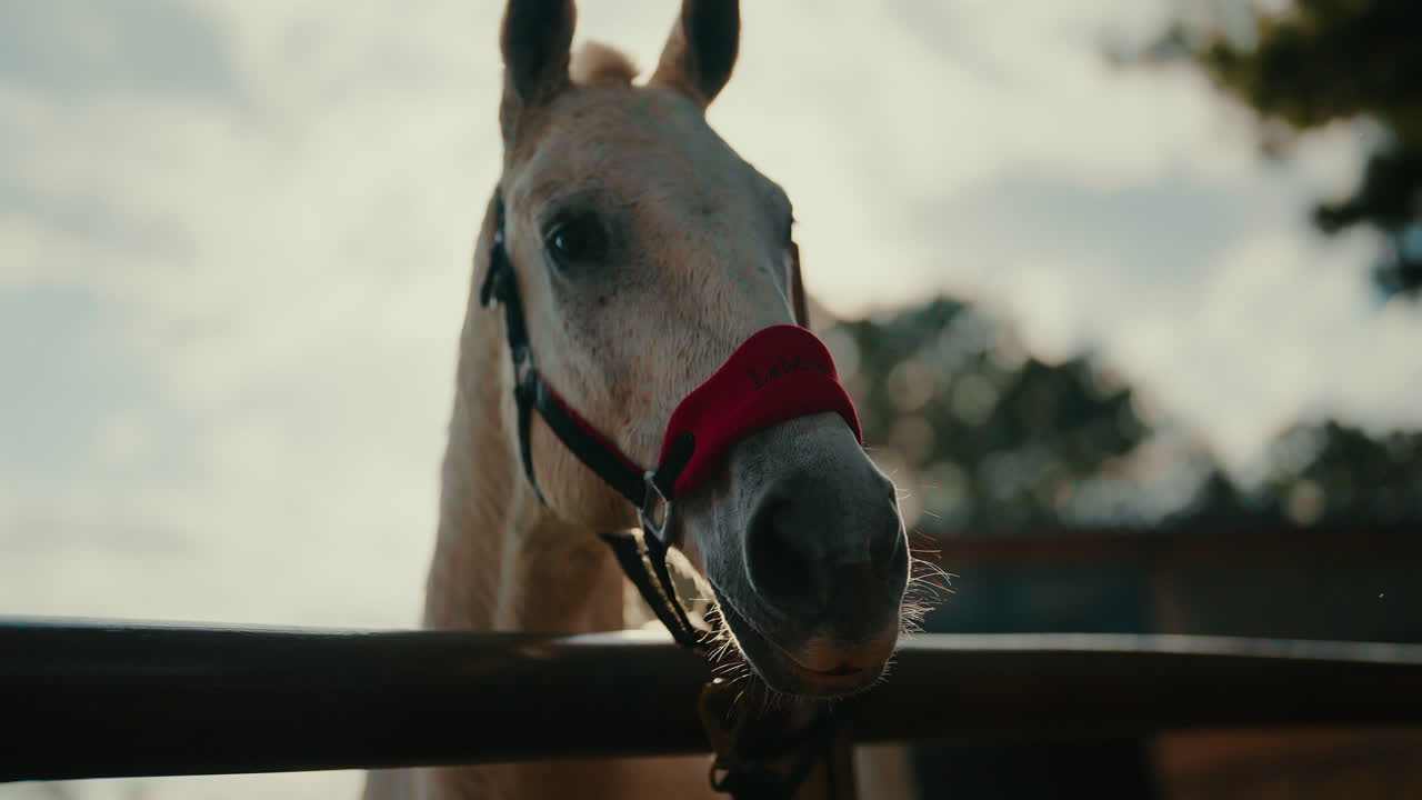 White horse wearing a vibrant red bridle, gazing curiously over a rustic wooden fence in a peaceful paddock under a cloudy sky, exuding elegance and tranquility, slow motion shot