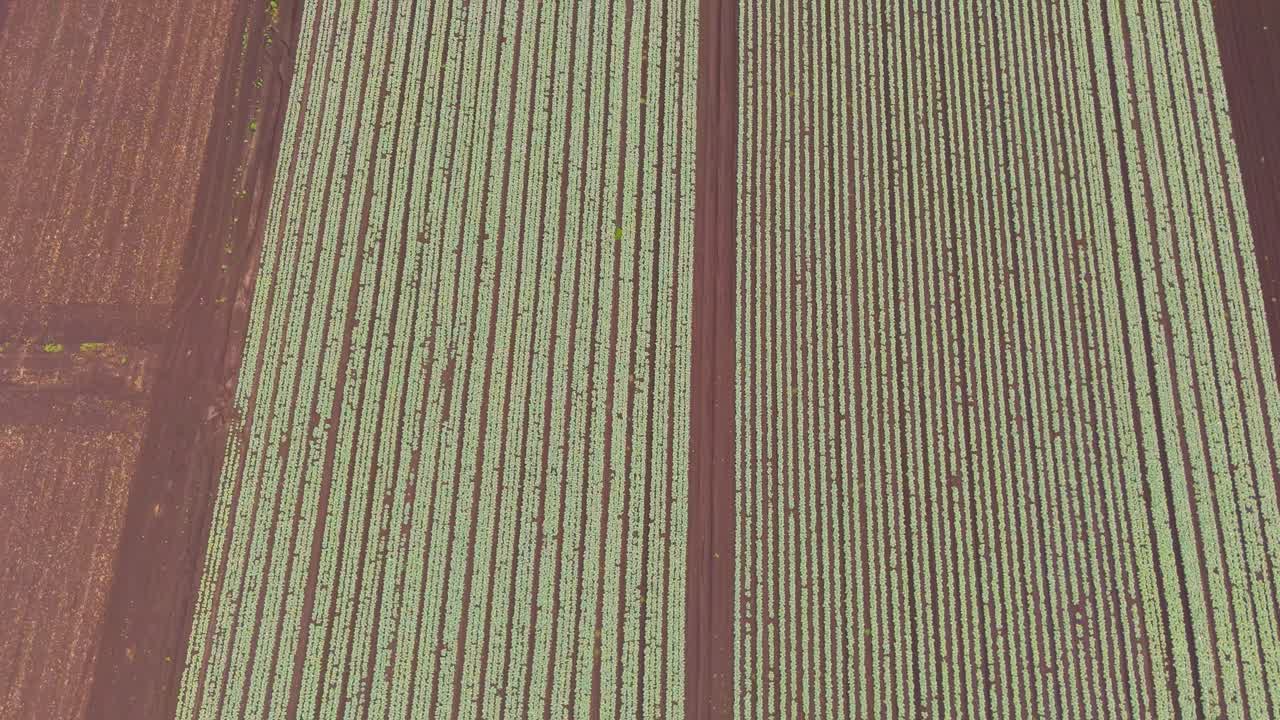 drone captura la cosecha de maíz en una granja