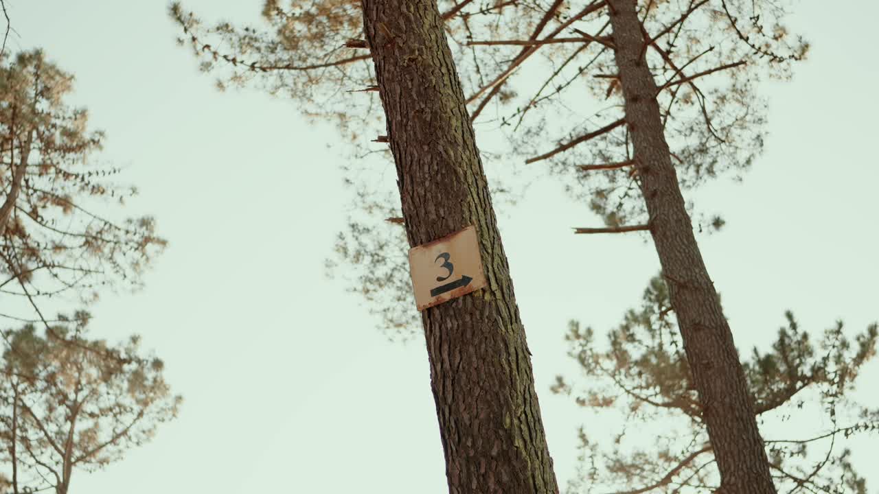 Cartello in legno per sentiero con numero e freccia attaccato al tronco di un pino nel bosco, che indica la direzione lungo un sentiero boschivo.