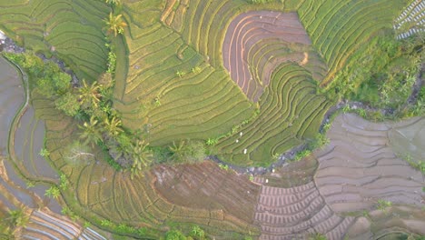 Toma-Aérea-De-Un-Campo-De-Arroz-Con-Un-Río-En-El-Medio