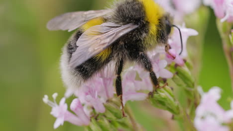 Hummel-Sammelt-An-Sonnigen-Tagen-Blütennektar.-Hummel-In-Makroaufnahme-In-Zeitlupe.