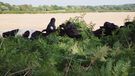 grupo de vacas cerca unas de otras pastando en plantas orgánicas verdes en un campo