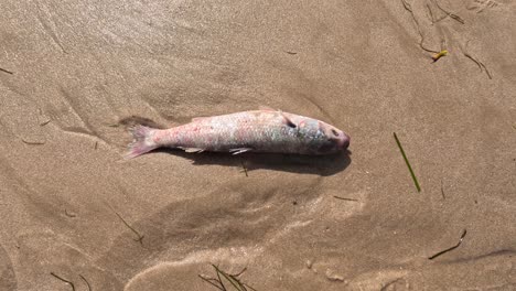 witness the dire impact of sea pollution as waves relentlessly cast lifeless fish ashore