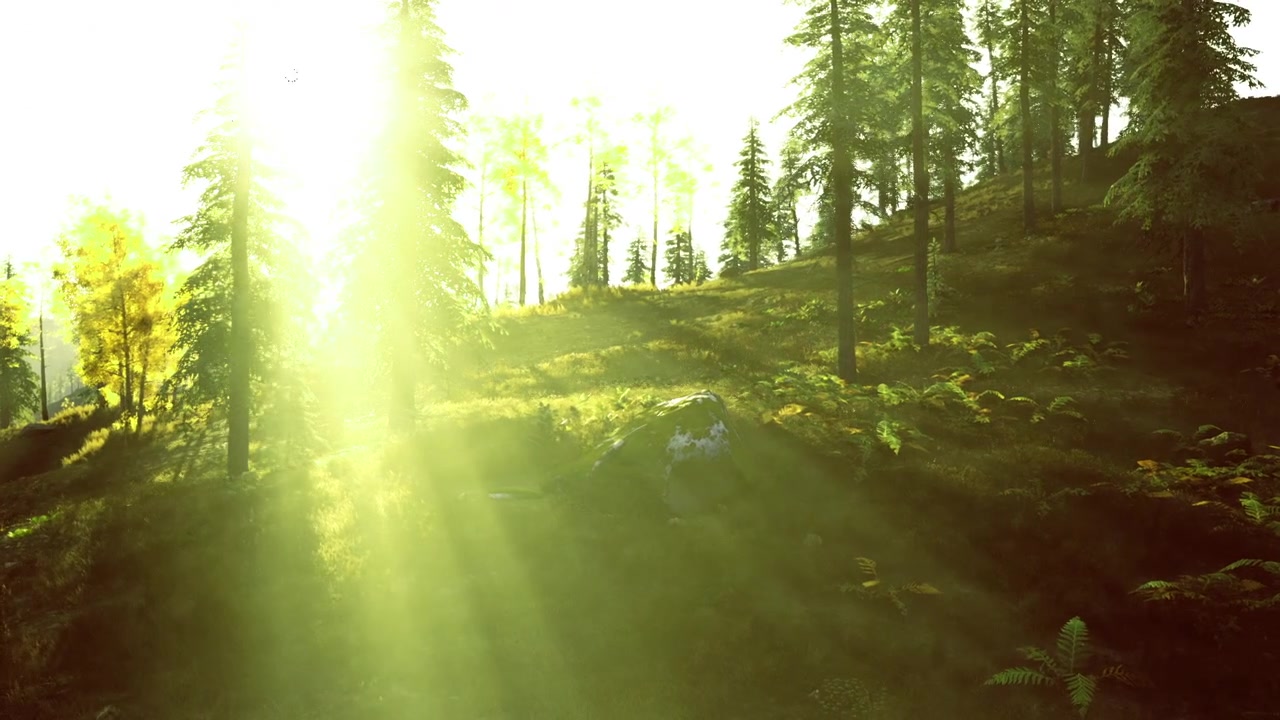 Dazzling sunlight pierces canopy creating striking natural landscape visuals