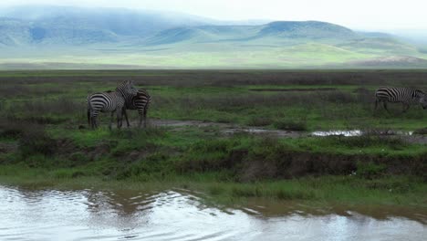 Cebra-Come-Hierba-Junto-A-La-Orilla-De-Un-Río-En-El-Serengeti