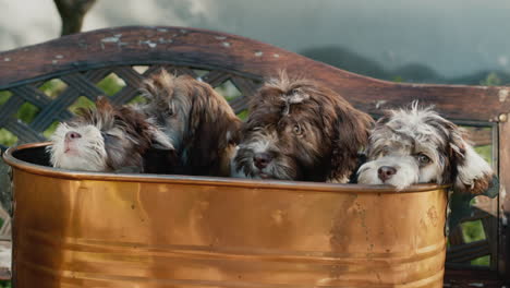 a basket with a few cute puppies is on a bench in the yard of the house