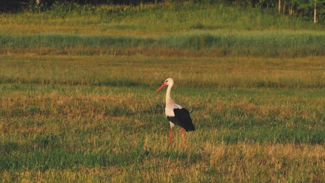 A-solitary-stork-in-the-middle-of-a-meadow