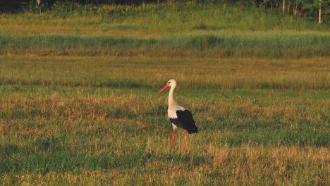 una cigüeña solitaria en el medio de un prado