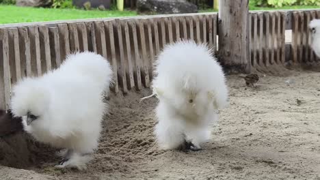 fluffy white chickens in a pen