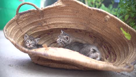 cute small baby cats litter at basket learning to walk outdoors