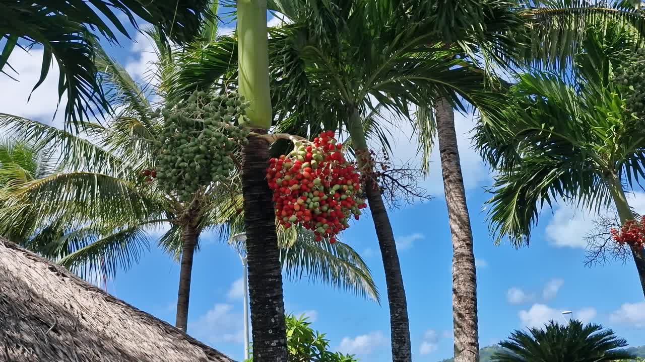 Red Palm Fruit Seeds on Tree, Bora Bora Island, French Polynesia