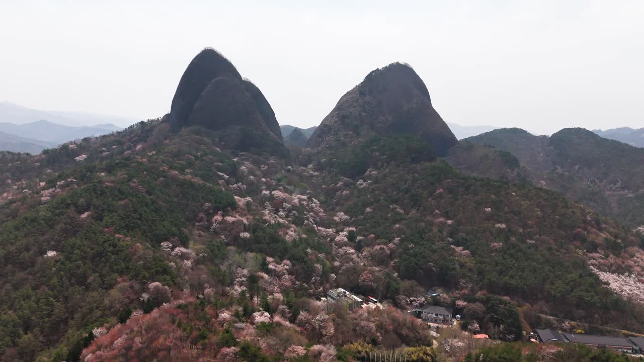 Mountain with Cherry Blossoms