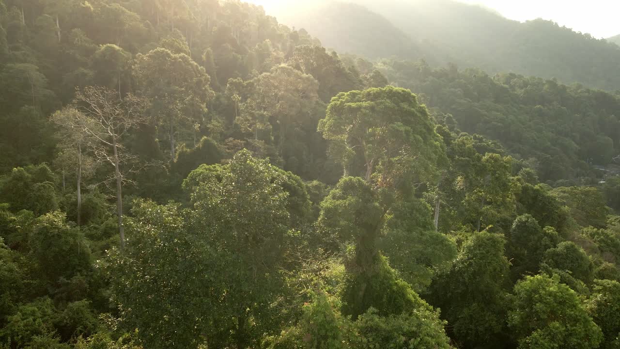 toma inversa aérea en cámara rápida de la exuberante selva tropical al amanecer en koh chang, tailandia