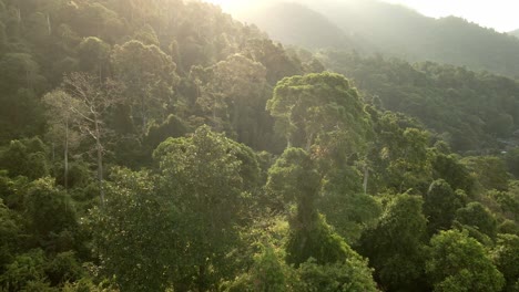 fast-motion-Aerial-reverse-shot-of-lush-jungle-rainforest-at-sunrise-in-Koh-Chang,-Thailand