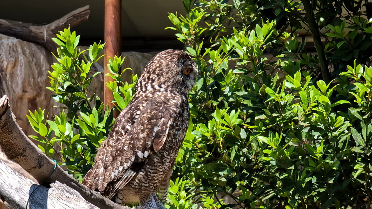 Beautiful owl sitting on tree branch in Attica Zoo, handheld view