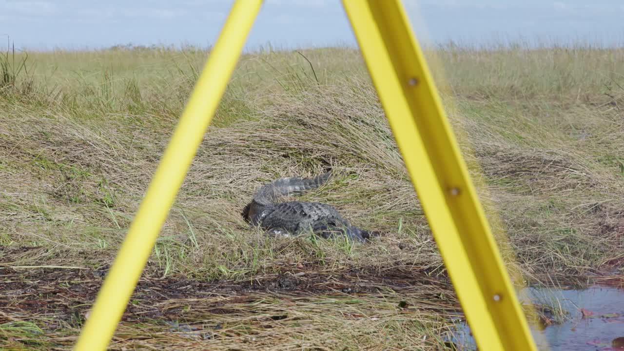 Un alligatore della Florida che riposa sull'erba al centro delle Everglades. Idroscivolante in primo piano. Fauna selvatica da vicino nel suo habitat naturale con osservazione calma e dettagliata