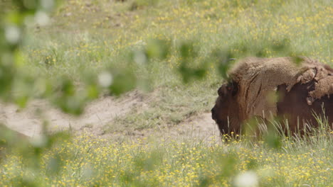 Europäische-Bisons-Stehen-In-Sandgruben,-Wo-Sie-Sich-Wälzen,-Um-Fliegen-Abzuschrecken-Und-Ihr-Fell-Abzuwerfen