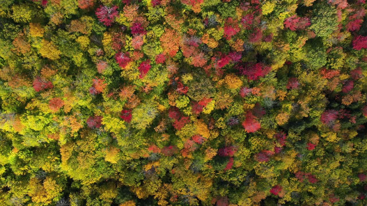 vista aérea de los pájaros de la exhibición de bosque vívido en el pico del otoño, follaje colorido en el día soleado de otoño, disparo de drones de arriba hacia abajo