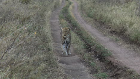 leopard big male, walking towards camera on the road in early morning light, serengeti, tanzania