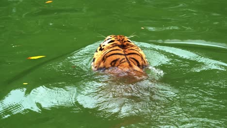 Critically-endangered-species,-Malayan-tiger-also-known-as-Southern-Indochinese-tiger,-panthera-tigris-jacksoni-swimming-in-the-river-creek,-trying-to-cool-down-in-the-water,-wildlife-close-up-shot