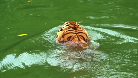 critically endangered species, malayan tiger also known as southern indochinese tiger, panthera tigris jacksoni swimming in the river creek, trying to cool down in the water, wildlife close up shot