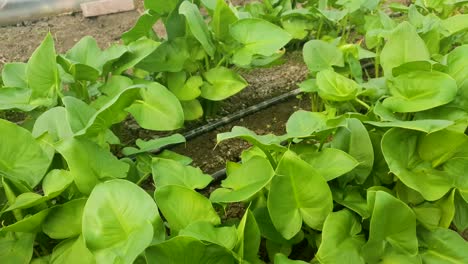 Gewächshaus-Mit-Calla-Blumen-Gärtnerei