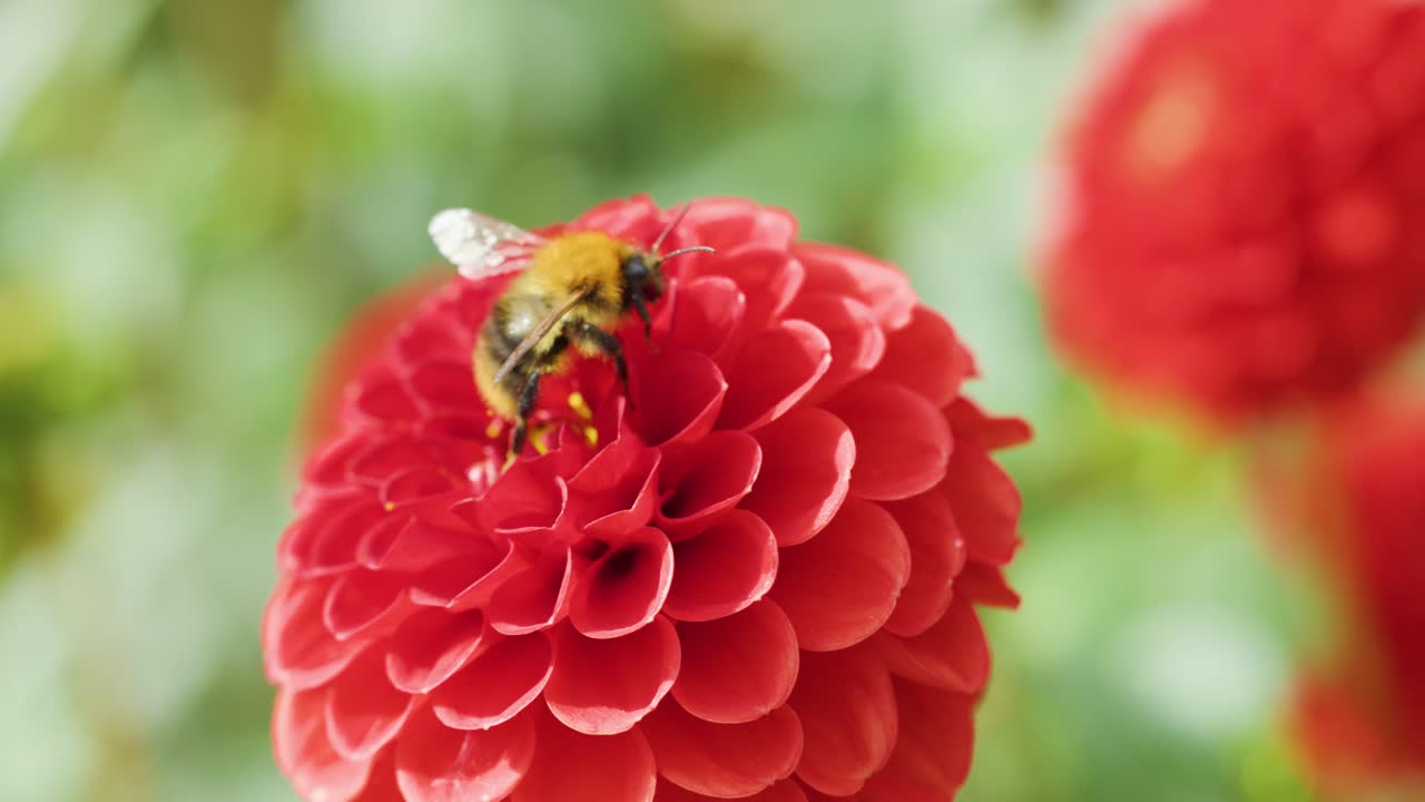 Bee collects pollen on vibrant red dahlia, macro close-up, natural daylight, shallow depth of field
