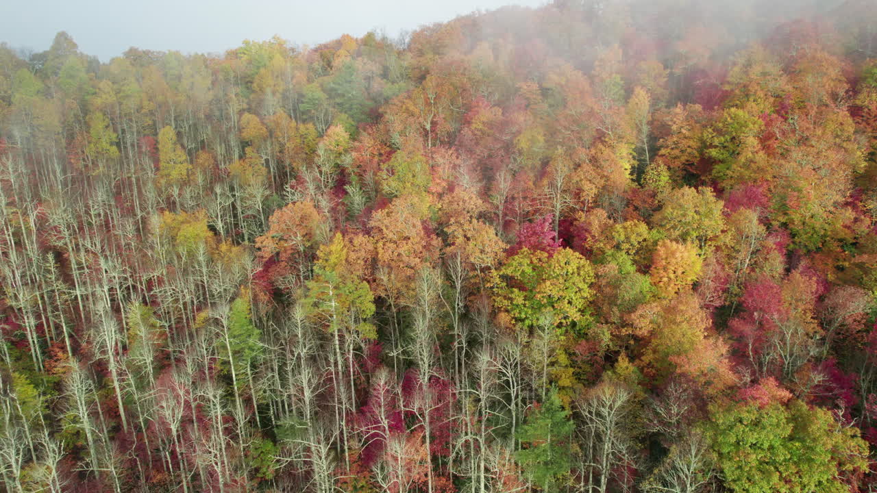 Wide drone shot of fall mountain colors in the Great Smokey Mountains North Carolina