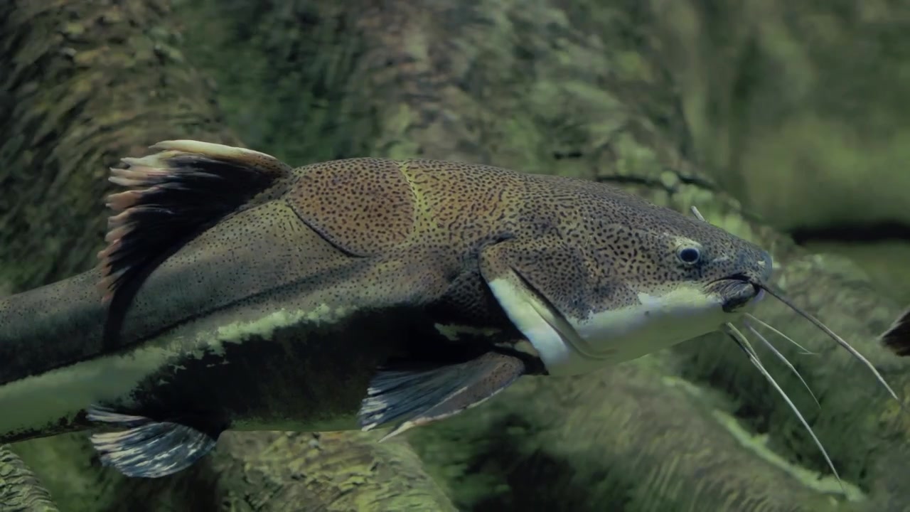 Punapyrstömonni uimassa akvaariossa