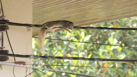 Squirrel-Resting-On-Electrical-Wire-Under-House-Roof